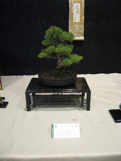 2011_09_10_bonsai_492.jpg